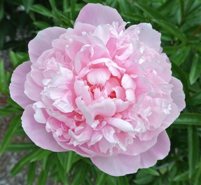 Walter Faxon Peony